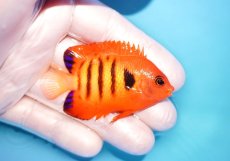 画像2: 【海水魚・ヤッコ】【通販】状態良好♪【マーシャル島産】フレームエンゼル（M)(個体販売）（±6cm） No.12（生体）(海水魚) (2)