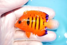 画像1: 【海水魚・ヤッコ】【通販】状態良好♪【マーシャル島産】フレームエンゼル（M)(個体販売）（±6cm） No.14（生体）(海水魚) (1)