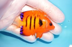 画像2: 【海水魚・ヤッコ】【通販】状態良好♪【マーシャル島産】フレームエンゼル（M)(個体販売）（±6cm） No.14（生体）(海水魚) (2)
