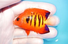 画像1: 【海水魚・ヤッコ】【通販】状態良好♪【マーシャル島産】フレームエンゼル（M)(個体販売）（±6cm） No.15（生体）(海水魚) (1)