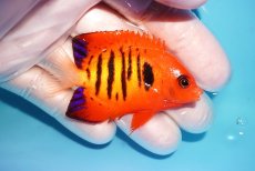画像2: 【海水魚・ヤッコ】【通販】状態良好♪【マーシャル島産】フレームエンゼル（M)(個体販売）（±6cm） No.15（生体）(海水魚) (2)