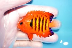 画像1: 【海水魚・ヤッコ】【通販】状態良好♪【マーシャル島産】フレームエンゼル（M)(個体販売）（±6cm） No.16（生体）(海水魚) (1)