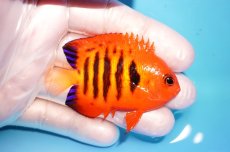 画像2: 【海水魚・ヤッコ】【通販】状態良好♪【マーシャル島産】フレームエンゼル（M)(個体販売）（±6cm） No.16（生体）(海水魚) (2)