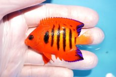 画像1: 【海水魚・ヤッコ】【通販】状態良好♪【マーシャル島産】フレームエンゼル（M)(個体販売）（±6cm） No.17（生体）(海水魚) (1)