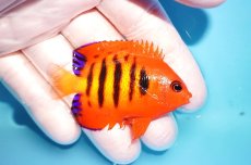 画像2: 【海水魚・ヤッコ】【通販】状態良好♪【マーシャル島産】フレームエンゼル（M)(個体販売）（±6cm） No.17（生体）(海水魚) (2)