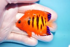 画像1: 【海水魚・ヤッコ】【通販】状態良好♪【マーシャル島産】フレームエンゼル（M)(個体販売）（±6cm） No.18（生体）(海水魚) (1)