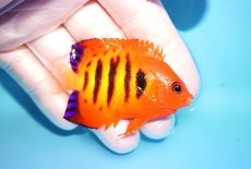 画像2: 【海水魚・ヤッコ】【通販】状態良好♪【マーシャル島産】フレームエンゼル（M)(個体販売）（±6cm） No.18（生体）(海水魚) (2)
