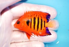 画像1: 【海水魚・ヤッコ】【通販】状態良好♪【マーシャル島産】フレームエンゼル（M)(個体販売）（±6cm） No.19（生体）(海水魚) (1)