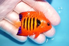 画像2: 【海水魚・ヤッコ】【通販】状態良好♪【マーシャル島産】フレームエンゼル（M)(個体販売）（±6cm） No.19（生体）(海水魚) (2)