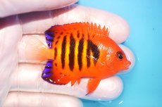 画像2: 【海水魚・ヤッコ】【通販】状態良好♪【マーシャル島産】フレームエンゼル（ML)(個体販売）（±6.5-7cm） No.21（生体）(海水魚) (2)