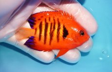画像2: 【海水魚・ヤッコ】【通販】状態良好♪【マーシャル島産】フレームエンゼル（ML)(個体販売）（±6.5-7cm） No.22（生体）(海水魚) (2)