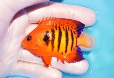 画像1: 【海水魚・ヤッコ】【通販】状態良好♪【マーシャル島産】フレームエンゼル（ML)(個体販売）（±6.5-7cm） No.24（生体）(海水魚) (1)