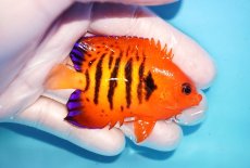 画像2: 【海水魚・ヤッコ】【通販】状態良好♪【マーシャル島産】フレームエンゼル（ML)(個体販売）（±6.5-7cm） No.24（生体）(海水魚) (2)