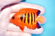画像1: 【海水魚・ヤッコ】【通販】状態良好♪【マーシャル島産】フレームエンゼル（ML)(個体販売）（±6.5-7cm） No.25（生体）(海水魚) (1)