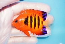 画像1: 【海水魚・ヤッコ】【通販】状態良好♪【マーシャル島産】フレームエンゼル（ML)(個体販売）（±6.5-7cm） No.26（生体）(海水魚) (1)