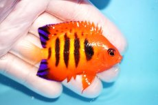画像2: 【海水魚・ヤッコ】【通販】状態良好♪【マーシャル島産】フレームエンゼル（ML)(個体販売）（±6.5-7cm） No.26（生体）(海水魚) (2)
