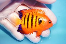 画像2: 【海水魚・ヤッコ】【通販】状態良好♪【マーシャル島産】フレームエンゼル（ML)(個体販売）（±6.5-7cm） No.28（生体）(海水魚) (2)