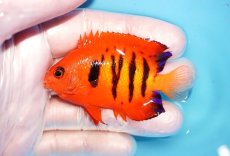 画像1: 【海水魚・ヤッコ】【通販】状態良好♪【マーシャル島産】フレームエンゼル（ML)(個体販売）（±6.5-7cm） No.29（生体）(海水魚) (1)