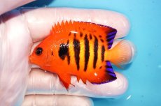 画像1: 【海水魚・ヤッコ】【通販】状態良好♪【マーシャル島産】フレームエンゼル（ML)(個体販売）（±6.5-7cm） No.30（生体）(海水魚) (1)
