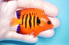 画像2: 【海水魚・ヤッコ】【通販】状態良好♪【マーシャル島産】フレームエンゼル（ML)(個体販売）（±6.5-7cm） No.30（生体）(海水魚) (2)