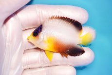 画像1: 【海水魚・ヤッコ】【通販】状態良好♪【マーシャル島産】マルチカラーエンゼル（M)(個体販売）（±6cm） No.1（生体）(海水魚) (1)