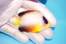画像2: 【海水魚・ヤッコ】【通販】状態良好♪【マーシャル島産】マルチカラーエンゼル（M)(個体販売）（±6cm） No.1（生体）(海水魚) (2)