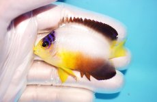 画像1: 【海水魚・ヤッコ】【通販】状態良好♪【マーシャル島産】マルチカラーエンゼル（M)(個体販売）（±6cm） No.2（生体）(海水魚) (1)