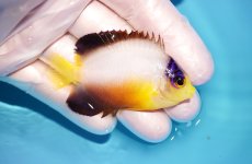 画像2: 【海水魚・ヤッコ】【通販】状態良好♪【マーシャル島産】マルチカラーエンゼル（M)(個体販売）（±6cm） No.2（生体）(海水魚) (2)
