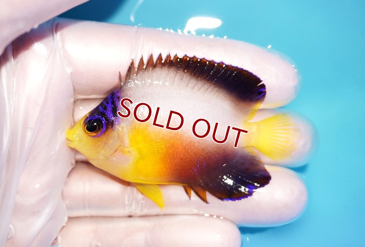 画像1: 【海水魚・ヤッコ】【通販】状態良好♪【マーシャル島産】マルチカラーエンゼル（ML)(個体販売）（±6.5cm） No.3（生体）(海水魚) (1)
