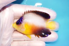 画像1: 【海水魚・ヤッコ】【通販】状態良好♪【マーシャル島産】マルチカラーエンゼル（ML)(個体販売）（±6.5cm） No.3（生体）(海水魚) (1)