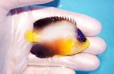 画像2: 【海水魚・ヤッコ】【通販】状態良好♪【マーシャル島産】マルチカラーエンゼル（ML)(個体販売）（±6.5cm） No.3（生体）(海水魚) (2)