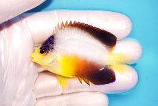 画像1: 【海水魚・ヤッコ】【通販】状態良好♪【マーシャル島産】マルチカラーエンゼル（M)(個体販売）（±6cm） No.5（生体）(海水魚) (1)