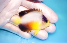 画像2: 【海水魚・ヤッコ】【通販】状態良好♪【マーシャル島産】マルチカラーエンゼル（M)(個体販売）（±6cm） No.5（生体）(海水魚) (2)