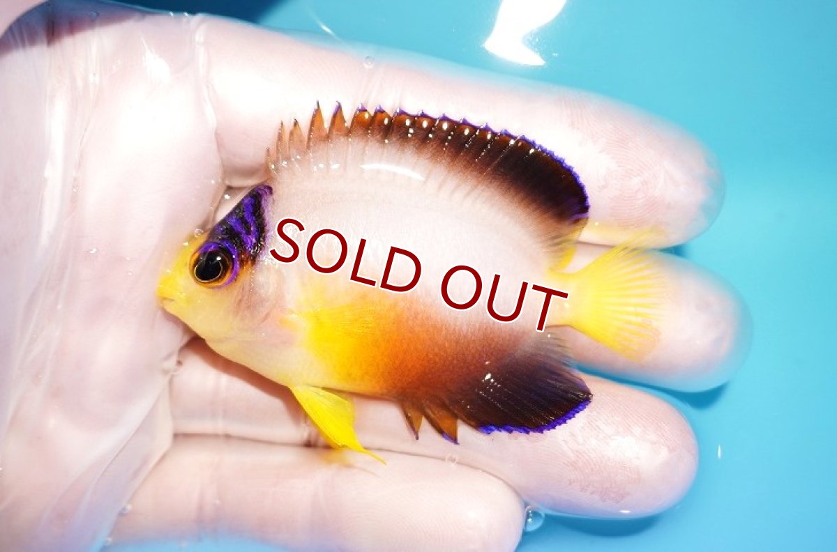 画像1: 【海水魚・ヤッコ】【通販】状態良好♪【マーシャル島産】マルチカラーエンゼル（ML)(個体販売）（±6.5cm） No.6（生体）(海水魚) (1)