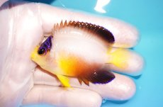 画像1: 【海水魚・ヤッコ】【通販】状態良好♪【マーシャル島産】マルチカラーエンゼル（ML)(個体販売）（±6.5cm） No.6（生体）(海水魚) (1)
