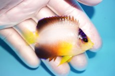 画像2: 【海水魚・ヤッコ】【通販】状態良好♪【マーシャル島産】マルチカラーエンゼル（ML)(個体販売）（±6.5cm） No.6（生体）(海水魚) (2)