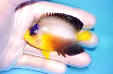 画像1: 【海水魚・ヤッコ】【通販】状態良好♪【マーシャル島産】マルチカラーエンゼル（ML)(個体販売）（±7cm） No.7（生体）(海水魚) (1)