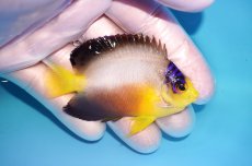 画像2: 【海水魚・ヤッコ】【通販】状態良好♪【マーシャル島産】マルチカラーエンゼル（ML)(個体販売）（±7cm） No.7（生体）(海水魚) (2)