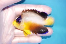 画像1: 【海水魚・ヤッコ】【通販】状態良好♪【マーシャル島産】マルチカラーエンゼル（ML)(個体販売）（±6.5cm） No.9（生体）(海水魚) (1)