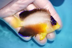 画像2: 【海水魚・ヤッコ】【通販】状態良好♪【マーシャル島産】マルチカラーエンゼル（ML)(個体販売）（±6.5cm） No.9（生体）(海水魚) (2)