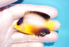 画像1: 【海水魚・ヤッコ】【通販】状態良好♪【マーシャル島産】マルチカラーエンゼル（M)(個体販売）（±6cm） No.10（生体）(海水魚) (1)