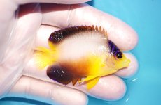 画像2: 【海水魚・ヤッコ】【通販】状態良好♪【マーシャル島産】マルチカラーエンゼル（M)(個体販売）（±6cm） No.10（生体）(海水魚) (2)