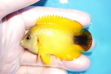 画像1: 【海水魚・ヤッコ】【通販】状態良好♪【マーシャル島産】Hyd. レモンピール（ML)(個体販売）（±6.5cm） No.1（生体）(海水魚) (1)