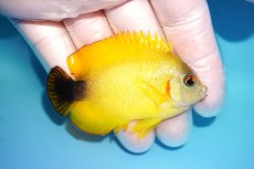 画像2: 【海水魚・ヤッコ】【通販】状態良好♪【マーシャル島産】Hyd. レモンピール（ML)(個体販売）（±6.5cm） No.1（生体）(海水魚) (2)