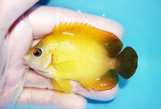 画像1: 【海水魚・ヤッコ】【通販】状態良好♪【マーシャル島産】Hyd. レモンピール（ML)(個体販売）（±7.5cm） No.2（生体）(海水魚) (1)