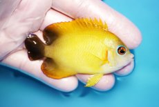 画像2: 【海水魚・ヤッコ】【通販】状態良好♪【マーシャル島産】Hyd. レモンピール（ML)(個体販売）（±7.5cm） No.2（生体）(海水魚) (2)