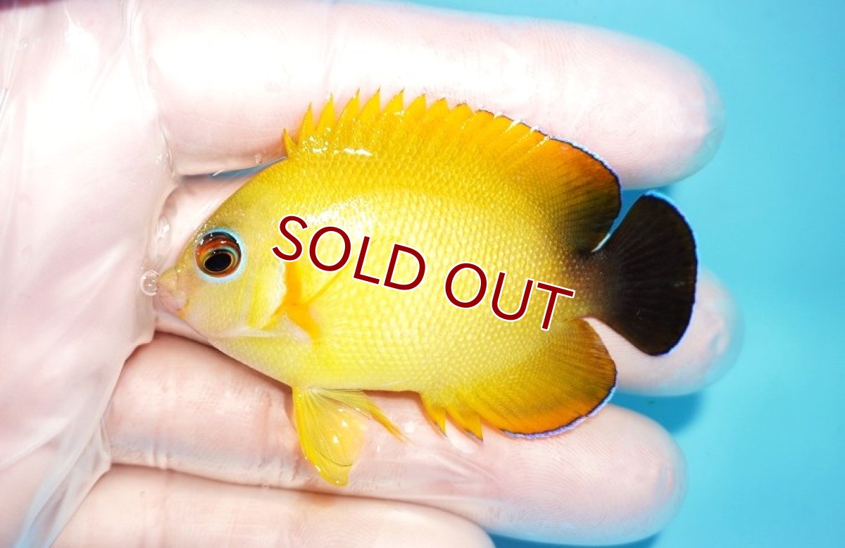 画像1: 【海水魚・ヤッコ】【通販】状態良好♪【マーシャル島産】Hyd. レモンピール（ML)(個体販売）（±6.5cm） No.3（生体）(海水魚) (1)