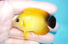 画像1: 【海水魚・ヤッコ】【通販】状態良好♪【マーシャル島産】Hyd. レモンピール（ML)(個体販売）（±6.5cm） No.3（生体）(海水魚) (1)