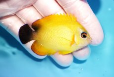 画像2: 【海水魚・ヤッコ】【通販】状態良好♪【マーシャル島産】Hyd. レモンピール（ML)(個体販売）（±6.5cm） No.3（生体）(海水魚) (2)