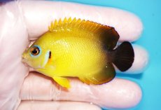 画像1: 【海水魚・ヤッコ】【通販】状態良好♪【マーシャル島産】Hyd. レモンピール（M)(個体販売）（±6cm） No.4（生体）(海水魚) (1)